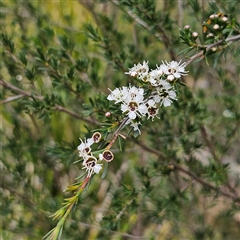 Kunzea ericoides (Burgan) at Bombay, NSW - 21 Dec 2024 by MatthewFrawley