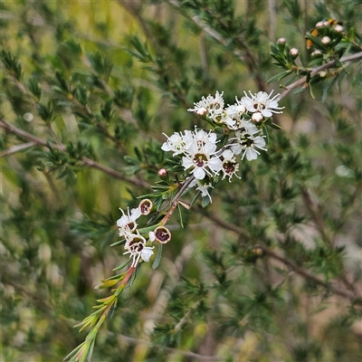 Kunzea ericoides at Bombay, NSW - 21 Dec 2024 by MatthewFrawley