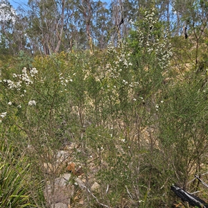 Kunzea ericoides at Bombay, NSW - 21 Dec 2024 01:42 PM