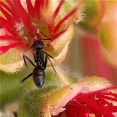 Camponotus sp. (genus) at Batehaven, NSW - 21 Dec 2024 by Hejor1