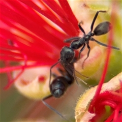 Iridomyrmex sp. (genus) at Batehaven, NSW - 21 Dec 2024