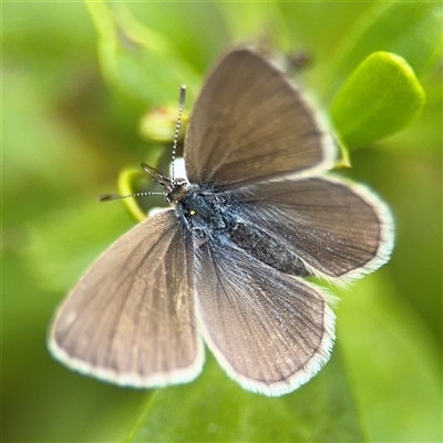 Zizina otis (Common Grass-Blue) at Batehaven, NSW - 21 Dec 2024 by Hejor1