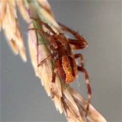 Araneinae (subfamily) at Batemans Bay, NSW - 21 Dec 2024 by Hejor1