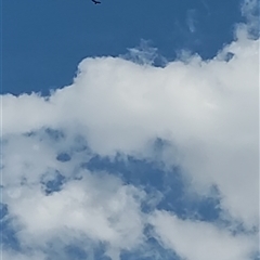 Aquila audax (Wedge-tailed Eagle) at Crestwood, NSW - 21 Dec 2024 by hyperchlorinated