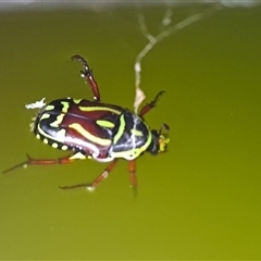 Eupoecila australasiae (Fiddler Beetle) at Marshall Mount, NSW - 21 Dec 2024 by RalphArn