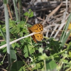 Geitoneura acantha (Ringed Xenica) at Rendezvous Creek, ACT - 21 Dec 2024 by RAllen