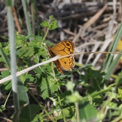 Geitoneura acantha (Ringed Xenica) at Rendezvous Creek, ACT - 21 Dec 2024 by RAllen