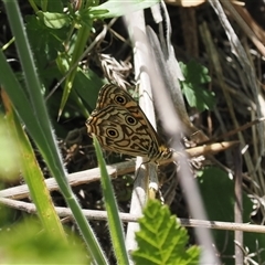 Geitoneura acantha at Rendezvous Creek, ACT - 21 Dec 2024 11:26 AM