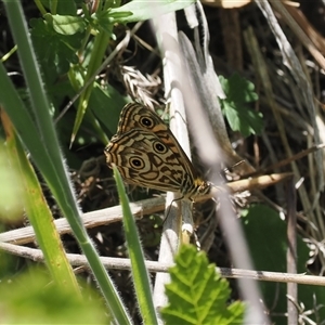 Geitoneura acantha at Rendezvous Creek, ACT - 21 Dec 2024 11:26 AM