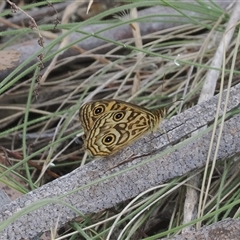 Geitoneura acantha (Ringed Xenica) at Rendezvous Creek, ACT - 21 Dec 2024 by RAllen