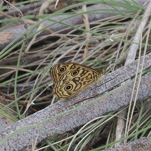 Geitoneura acantha at Rendezvous Creek, ACT - 21 Dec 2024