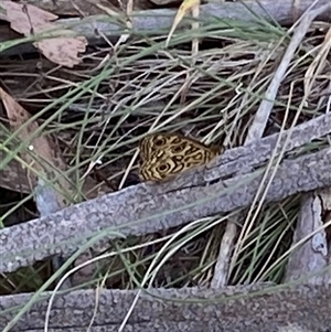 Geitoneura acantha at Rendezvous Creek, ACT - 21 Dec 2024