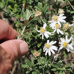 Olearia brevipedunculata at Cotter River, ACT - 14 Dec 2024 by RAllen