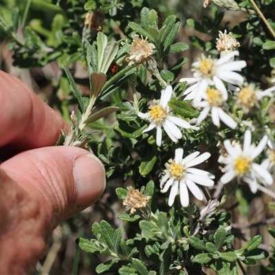 Olearia brevipedunculata at Cotter River, ACT - 14 Dec 2024 by RAllen