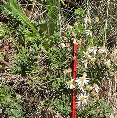 Olearia phlogopappa subsp. serrata at Cotter River, ACT - 14 Dec 2024