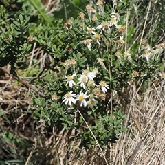 Olearia phlogopappa subsp. serrata at Cotter River, ACT - 14 Dec 2024