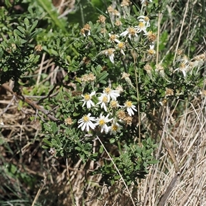 Olearia phlogopappa subsp. serrata at Cotter River, ACT - 14 Dec 2024