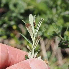 Olearia phlogopappa subsp. serrata at Cotter River, ACT - 14 Dec 2024