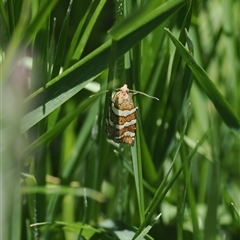 Subfurcatana subfurcatana (A Tortricid moth) at Cotter River, ACT - 14 Dec 2024 by RAllen