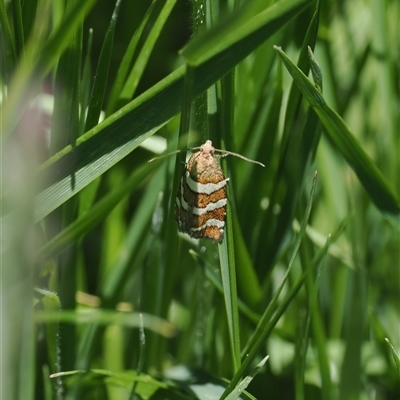 Subfurcatana subfurcatana (A Tortricid moth) at Cotter River, ACT - 14 Dec 2024 by RAllen