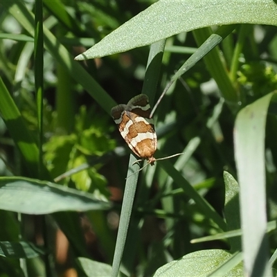 Subfurcatana subfurcatana (A Tortricid moth) at Cotter River, ACT - 14 Dec 2024 by RAllen