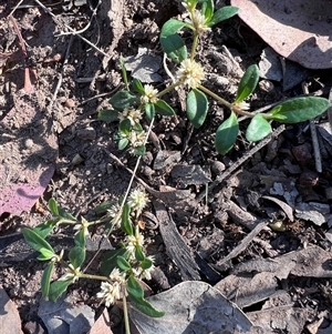 Alternanthera sp. A Flora of NSW (M. Gray 5187) J. Palmer at Higgins, ACT - 20 Dec 2024