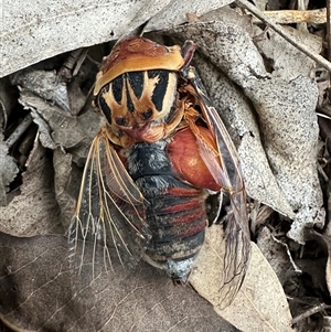 Thopha saccata at Kangaroo Valley, NSW - 21 Dec 2024