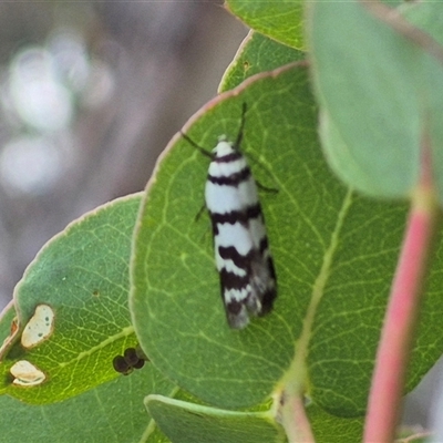 Philobota impletella Group (A concealer moth) at Jingera, NSW - 21 Dec 2024 by clarehoneydove