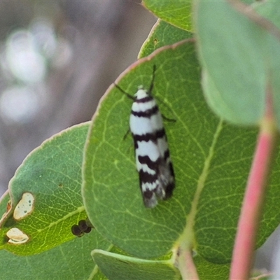 Unidentified Moth (Lepidoptera) at Jingera, NSW - 21 Dec 2024 by clarehoneydove