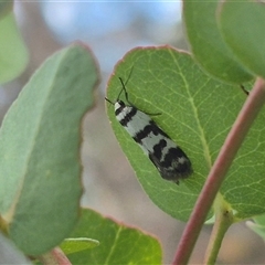 Philobota impletella Group at Jingera, NSW - 21 Dec 2024