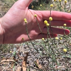 Calocephalus citreus at Bungendore, NSW - 21 Dec 2024