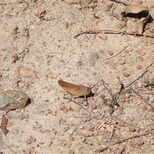 Goniaea australasiae at Conder, ACT - 21 Dec 2024 10:21 AM