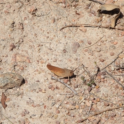 Goniaea sp. (genus) at Conder, ACT - 20 Dec 2024 by DavidDedenczuk