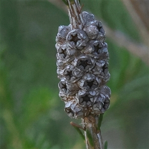 Melaleuca parvistaminea at Gundaroo, NSW - 21 Dec 2024