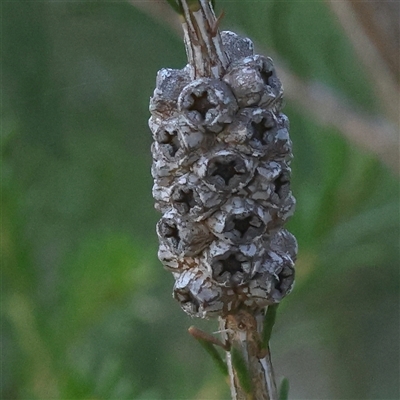 Unidentified Other Shrub at Gundaroo, NSW - 20 Dec 2024 by ConBoekel