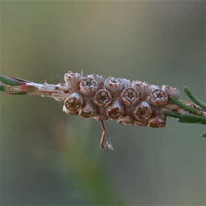 Melaleuca parvistaminea at Gundaroo, NSW - 21 Dec 2024 06:50 AM