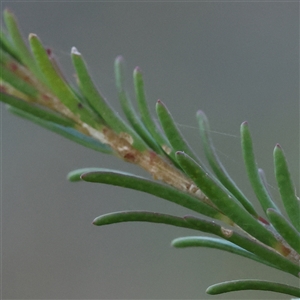 Melaleuca parvistaminea at Gundaroo, NSW - 21 Dec 2024