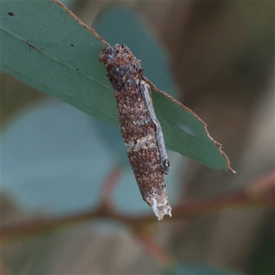 Trigonocyttara clandestina (Less-stick Case Moth) at Gundaroo, NSW - 21 Dec 2024 by ConBoekel