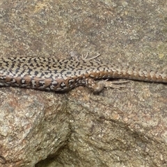 Carinascincus ocellatus (Ocellated skink) at Mount Stuart, TAS - 7 Dec 2022 by VanessaC