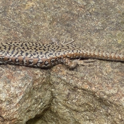 Carinascincus ocellatus (Ocellated skink) at Mount Stuart, TAS - 7 Dec 2022 by VanessaC
