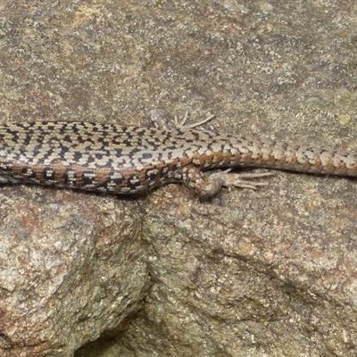 Carinascincus ocellatus at Mount Stuart, TAS - 7 Dec 2022 by VanessaC