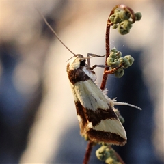 Chrysonoma fascialis (A Concealer moth (Wingia group) at Gundaroo, NSW - 21 Dec 2024 by ConBoekel