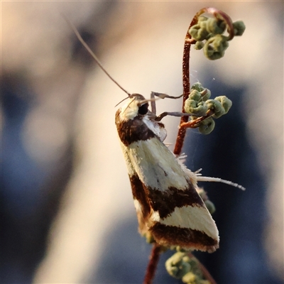 Chrysonoma fascialis (A Concealer moth (Wingia group) at Gundaroo, NSW - 21 Dec 2024 by ConBoekel