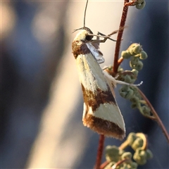 Chrysonoma fascialis at Gundaroo, NSW - 21 Dec 2024