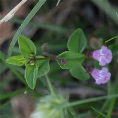 Unidentified Other Wildflower or Herb at Gundaroo, NSW - 20 Dec 2024 by ConBoekel