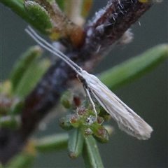 Tritymba dianipha (Plutellidae) at Gundaroo, NSW - 21 Dec 2024 by ConBoekel