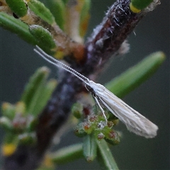 Tritymba dianipha at Gundaroo, NSW - 21 Dec 2024 07:05 AM