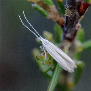 Tritymba dianipha at Gundaroo, NSW - 21 Dec 2024 07:05 AM