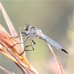 Cerdistus sp. (genus) (Slender Robber Fly) at Gundaroo, NSW - 21 Dec 2024 by ConBoekel