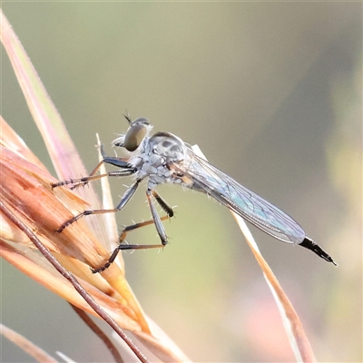 Unidentified Robber fly (Asilidae) at Gundaroo, NSW - 20 Dec 2024 by ConBoekel